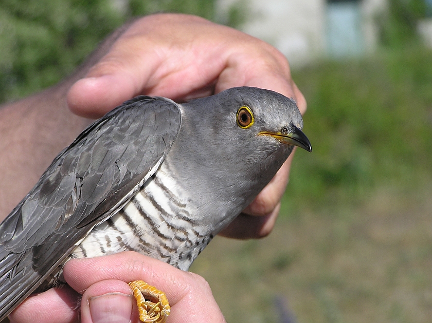 Common Cuckoo, Sundre 20080603